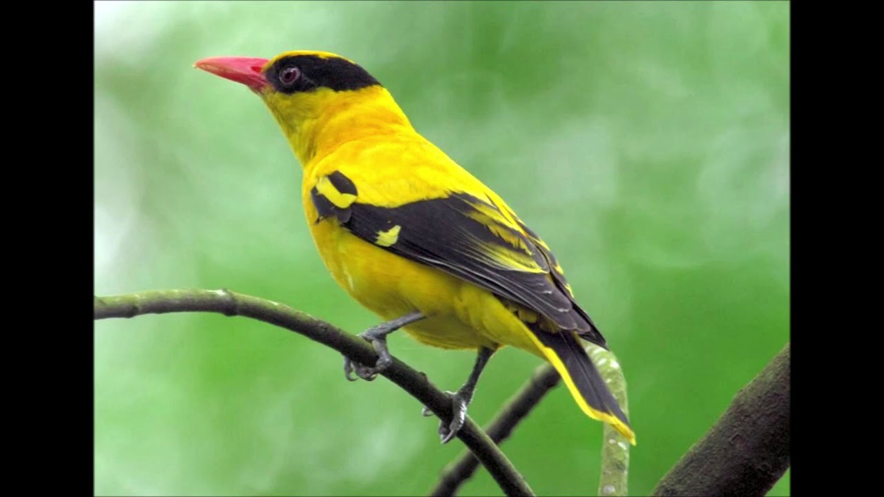 ลูกกรุง ทำนองไทยเดิม ชุดที่ 1