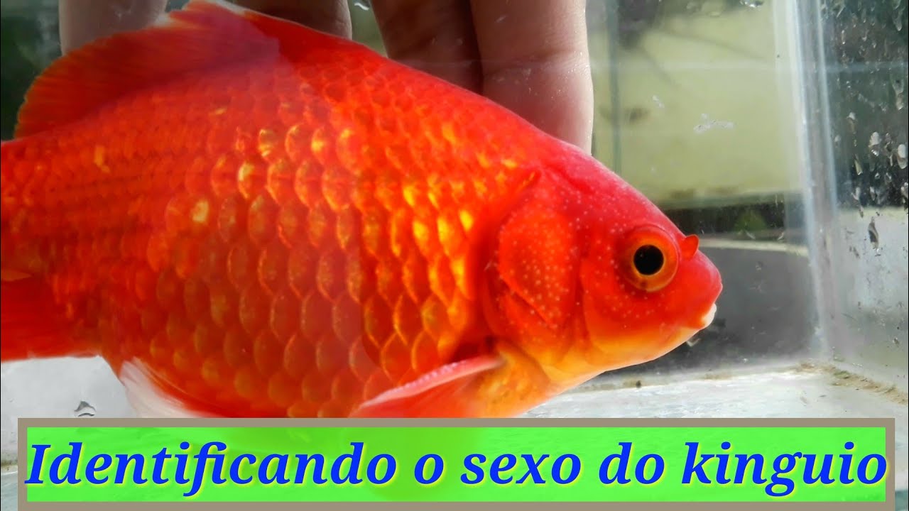 Como saber o sexo do kinguio rápido e fácil