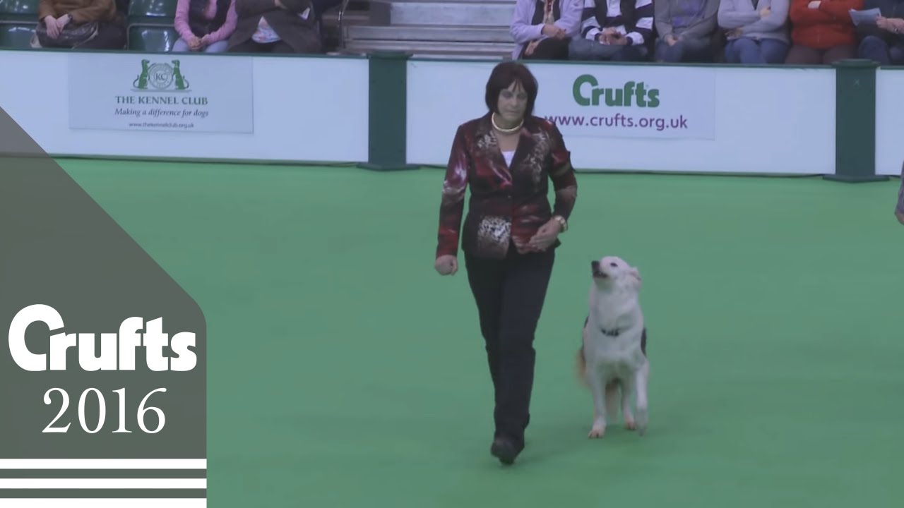 Dog Obedience Championship - Part 1 | Crufts 2016