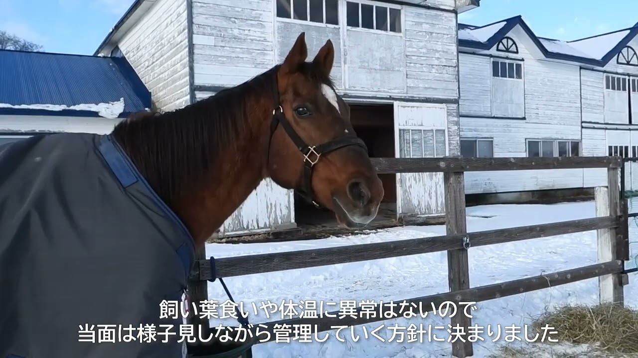 年齢を自覚？落ち着きが出てきたスズカコーズウェイ