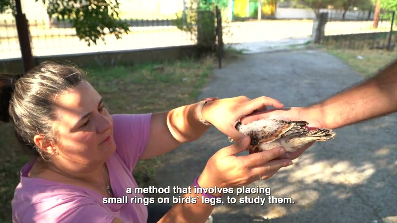 Better Life for Lesser Kestrel in South-East Balkans – LIFE for Lesser Kestrel  (English subtitles)