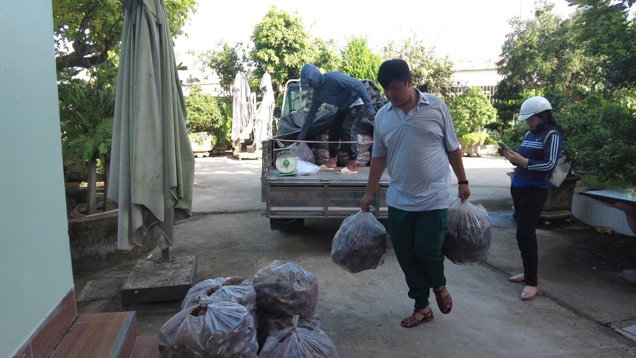 Giải cứu khoai lang cho bà con nông dân ở miền tây#(GIA KỲ TV)