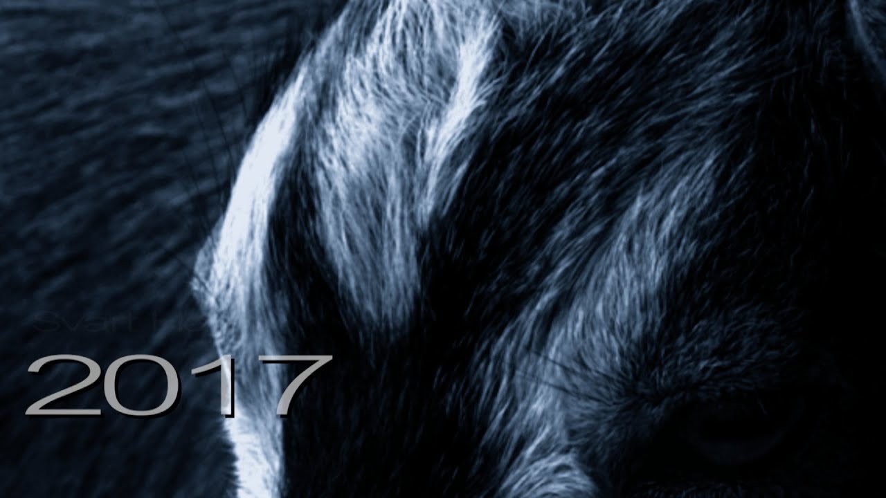 Indie Rock Songs 2017 (Part One) Indie Globe