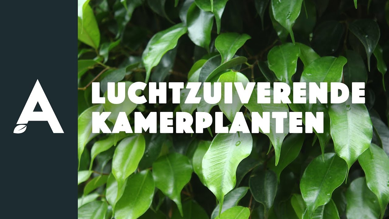 Luchtzuiverende kamerplanten I Een groener thuis! #44 I Angelo Dorny