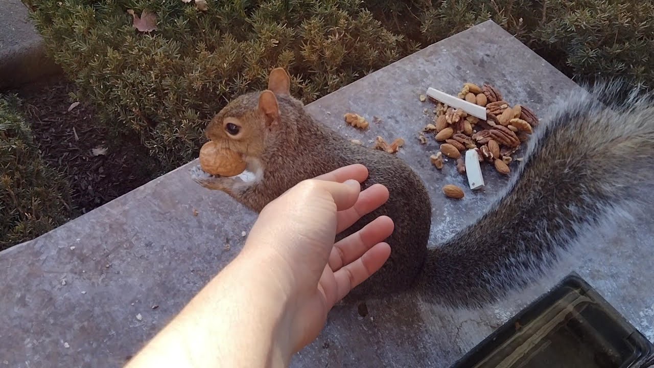 I can't believe this squirrel still lets me pet her