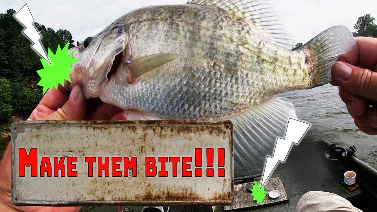 Get Faster Bites on Finicky Hot Summer Crappie with this Tip