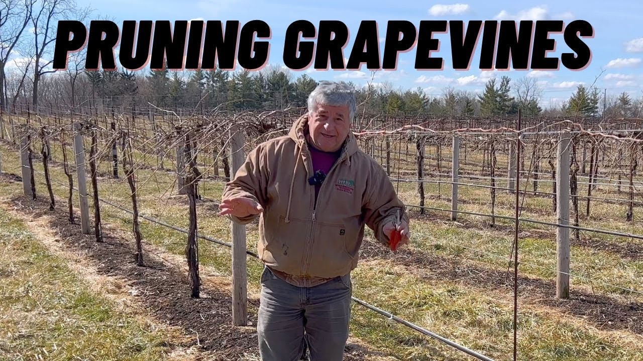 Pruning Grapevines for Cold Climates in Wisconsin