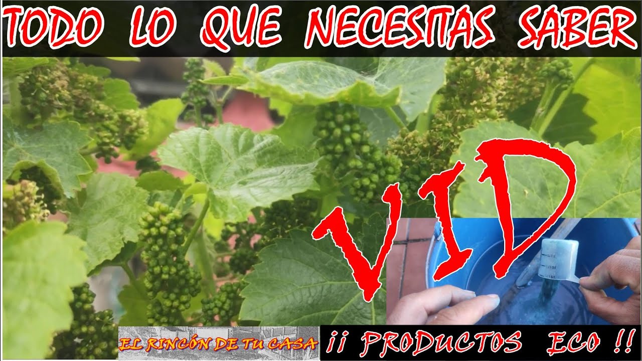CUIDADOS de la VID ( tratamientos )