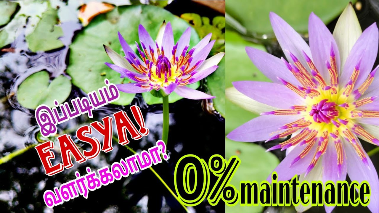 அல்லி செடி நடவு மற்றும் பராமரிப்பு #WaterLily#WaterLilyPlan#AquaticPlants#HomeGarden
