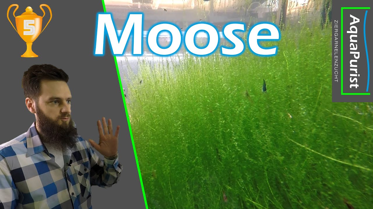 Top 5 Aquarienmoose: Stefans Lieblinge