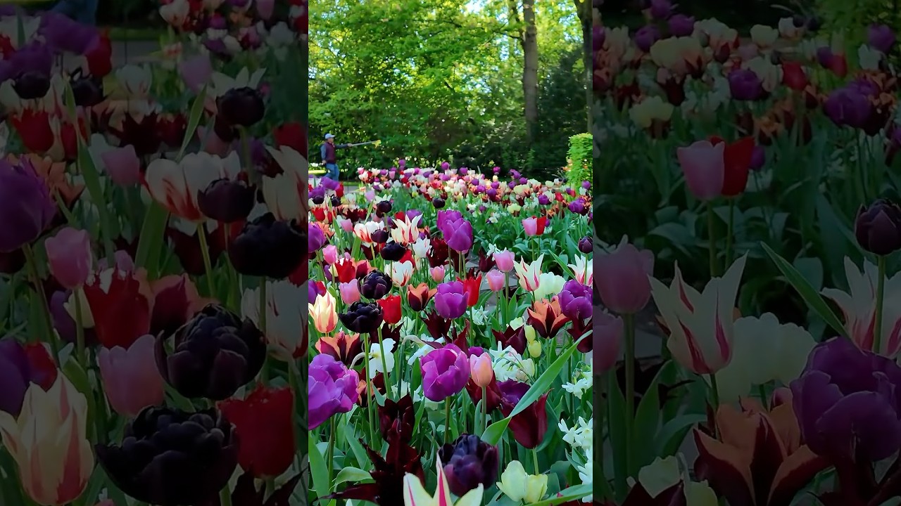 Spring in the Netherlands 🇳🇱 Millions of Tulips