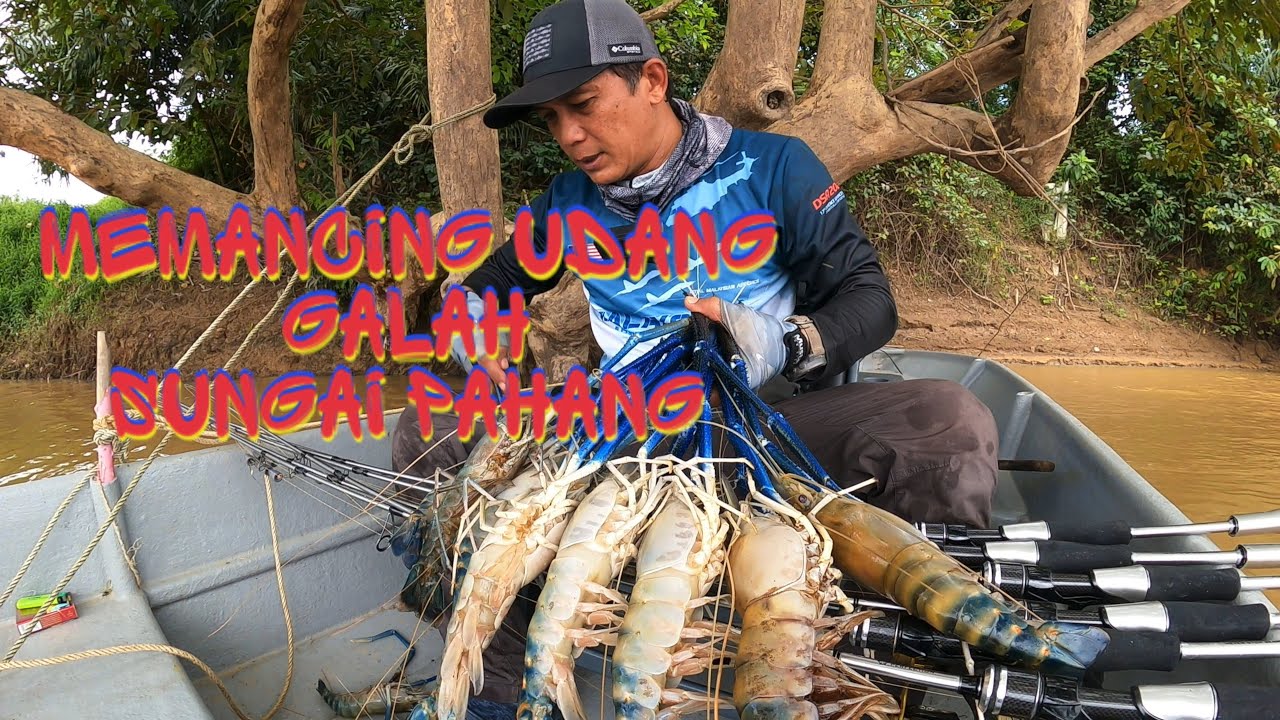 Pancing Udang Galah Sungai Pahang ( Paloh Hinai ) @sahilihssn