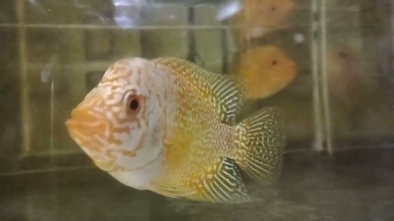 LAPAK IKAN HIAS WNC DI PASAR IKAN PARUNG BOGOR 