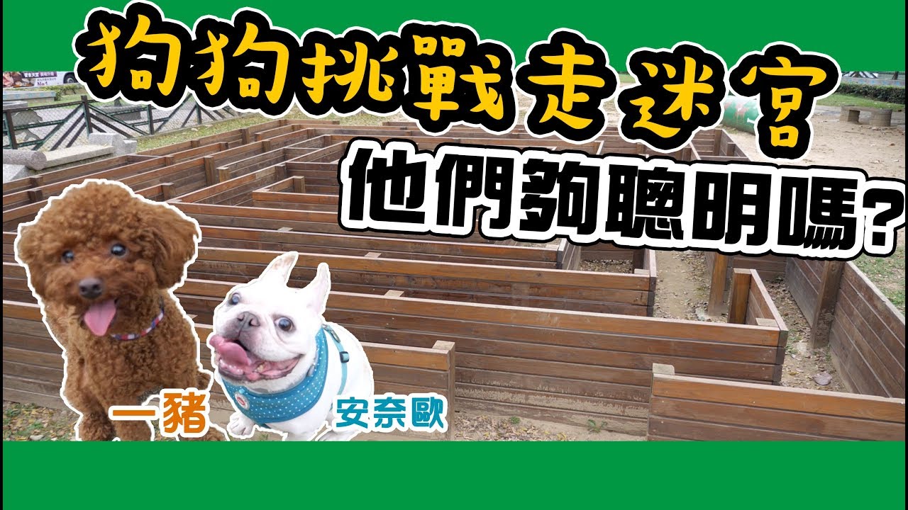 一豬小公主｜狗狗挑戰走迷宮 他們夠聰明嗎？