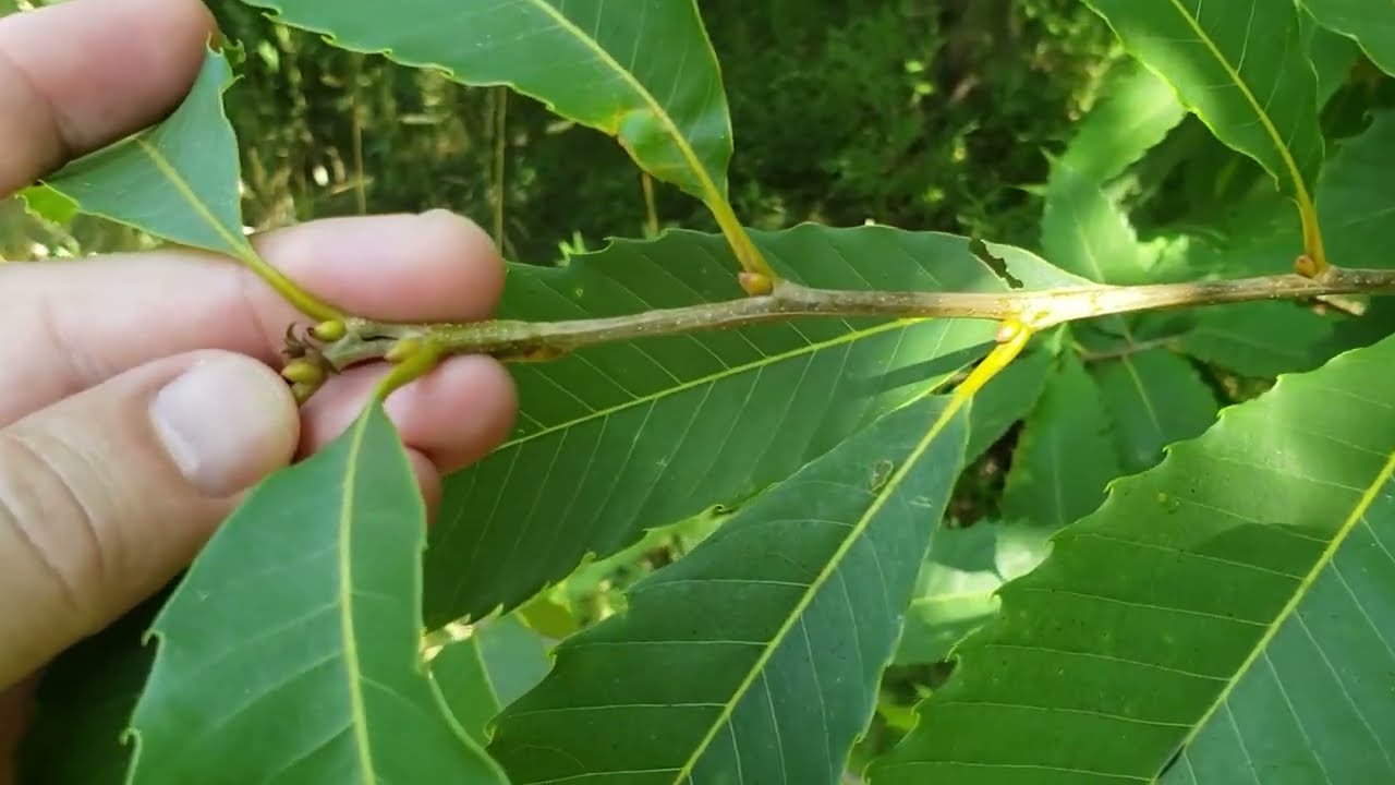 ID That Tree: American Chestnut