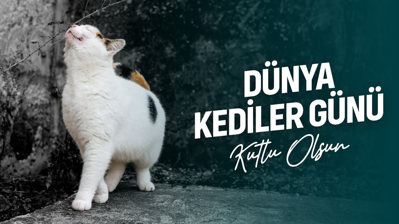 Isırarak Sevenler Kulübü | Dünya Kediler Günü Özel! 