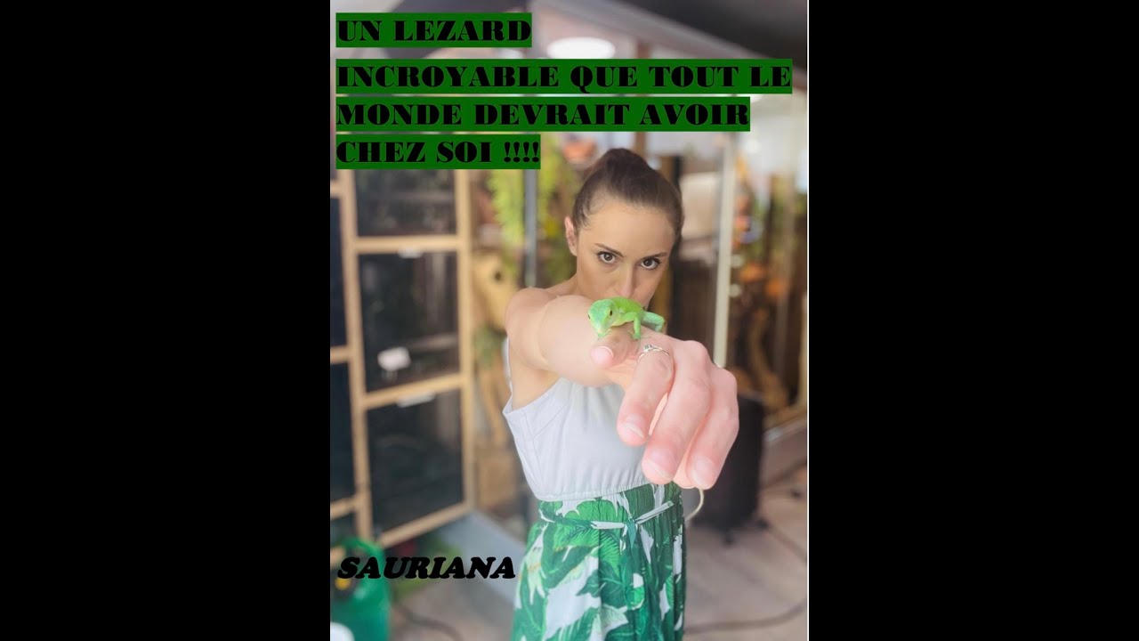 La nouvelle star des lézards !