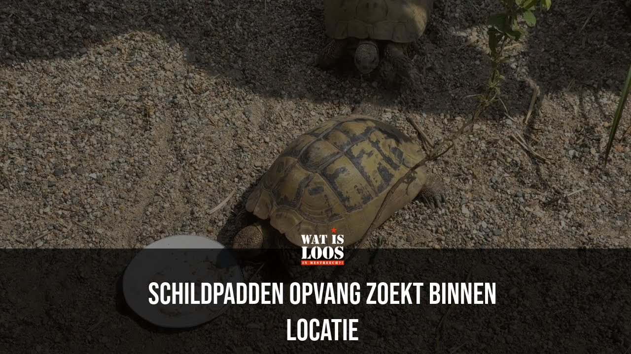 SCHILDPADDEN OPVANG ZOEKT BINNEN LOCATIE
