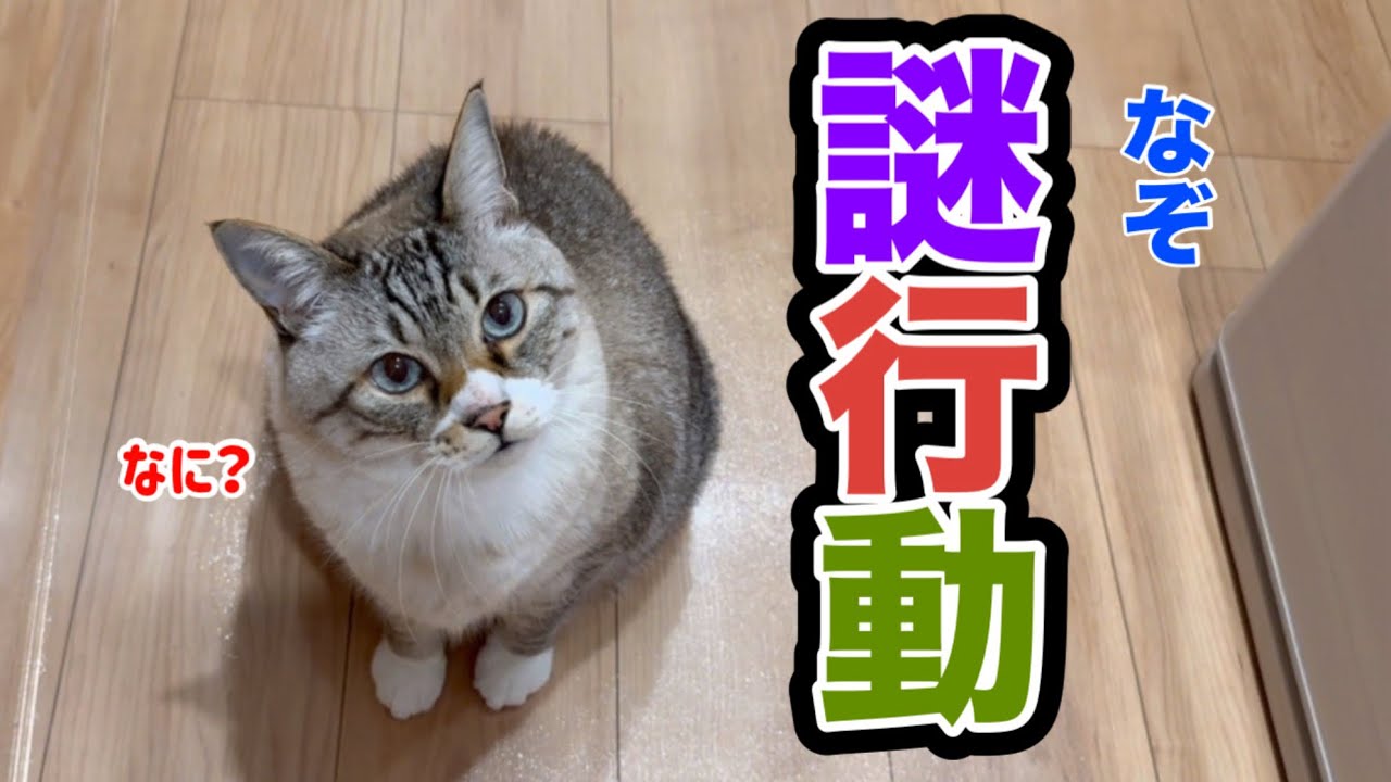 猫たちが扉の向こうから離れない…呼んでも戻らない理由とは？