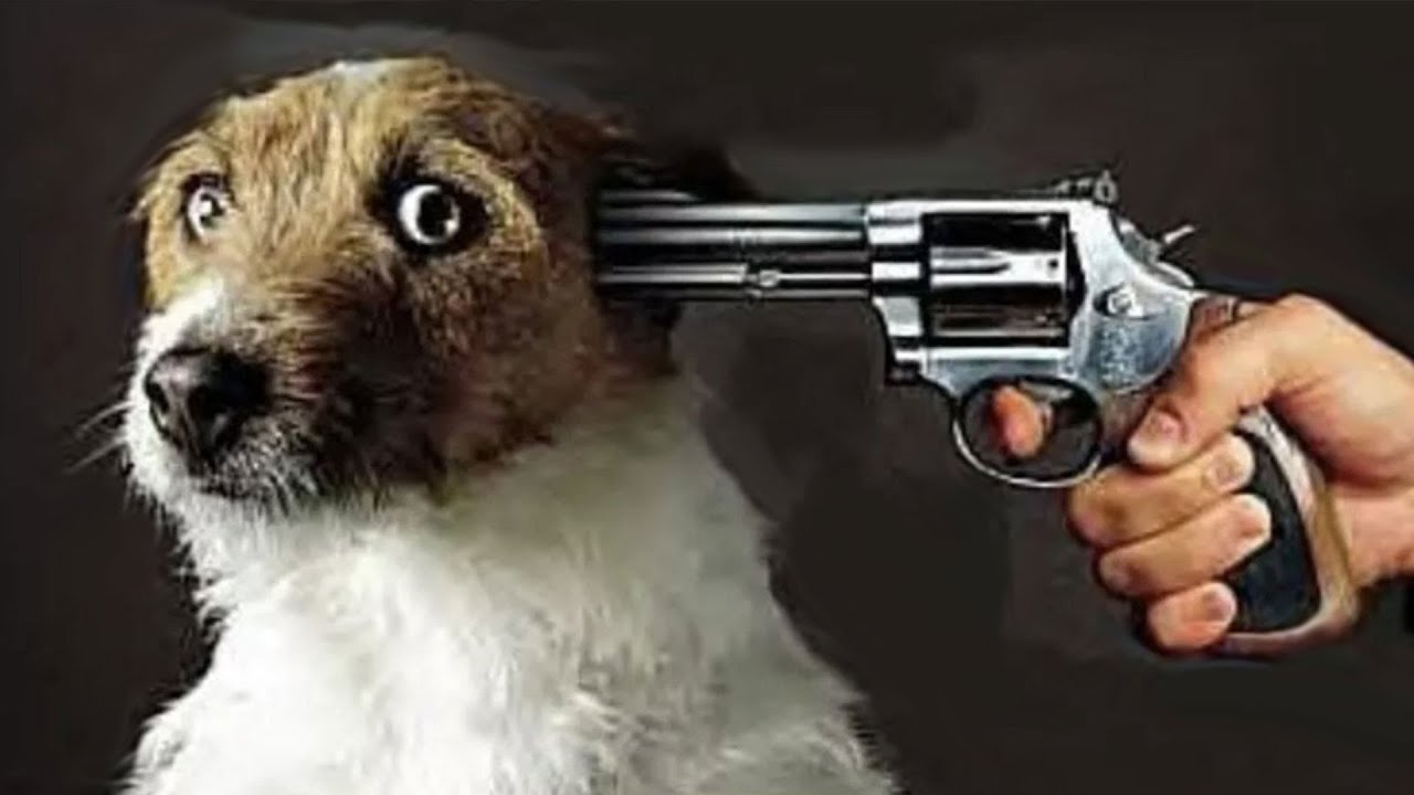 r/Relationships My Fiance Intentionally Killed a Dog... What Do I Do?