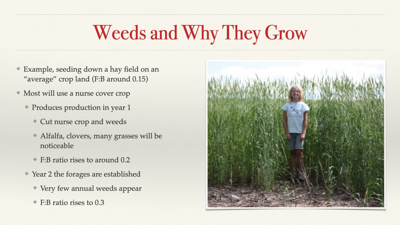 Weeds and Why They Grow