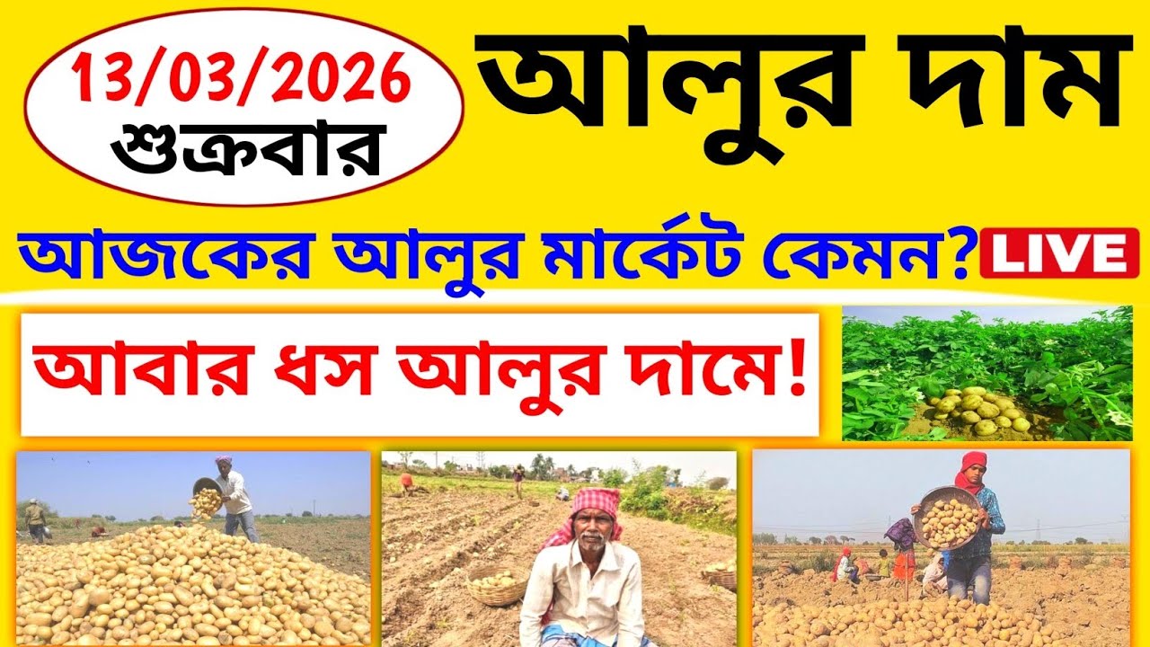 আজ ১৩ই মার্চ, শুক্রবার।। আজকের আলুর দাম কেমন।। জ্যোতি, পোখরাজ,K22 আলুর আজকের মার্কেট।।