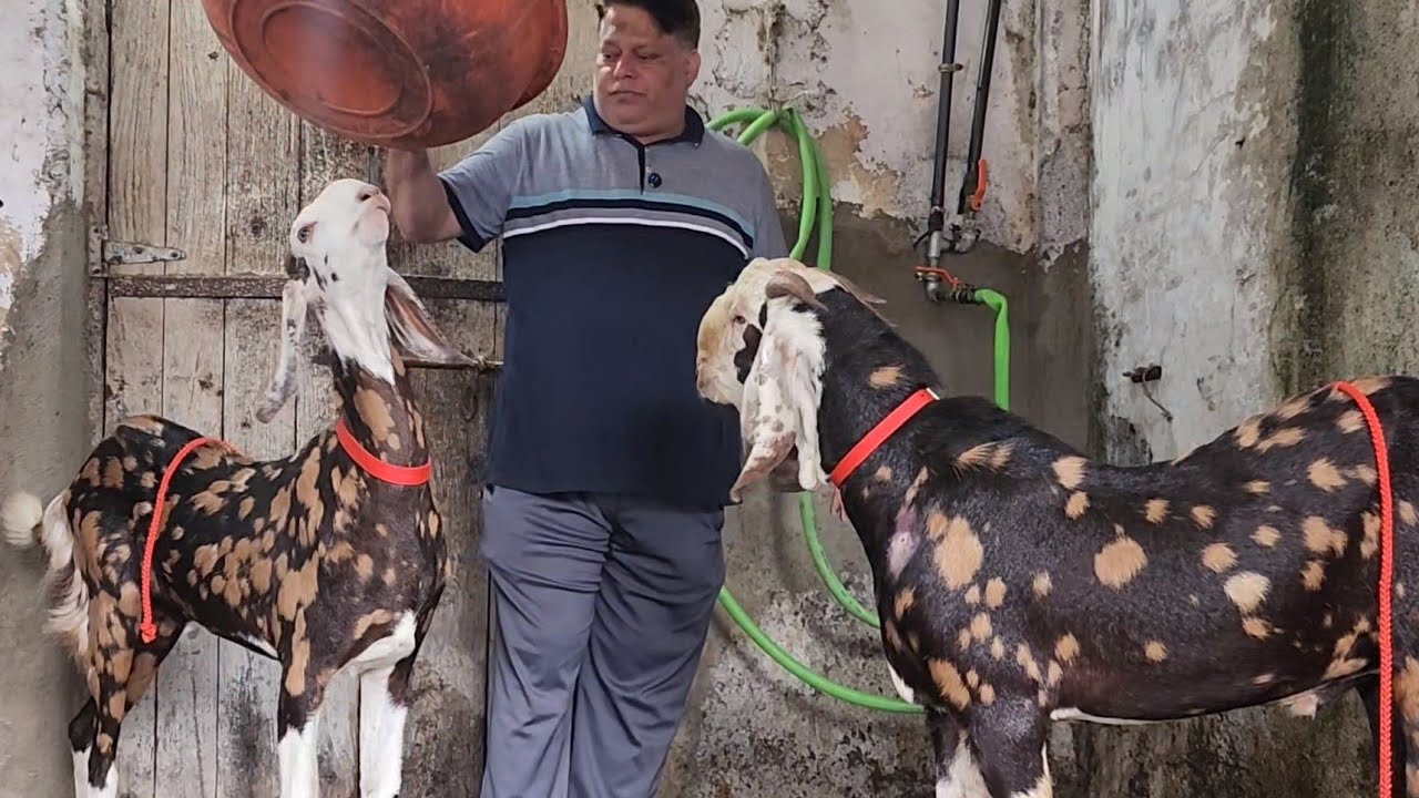 Gujri Bakro Ka Maha Mela In Bhiwandi | Sabse Kum Rates Main Nasal Wale Gujri | Chote Miya Goat Farm.