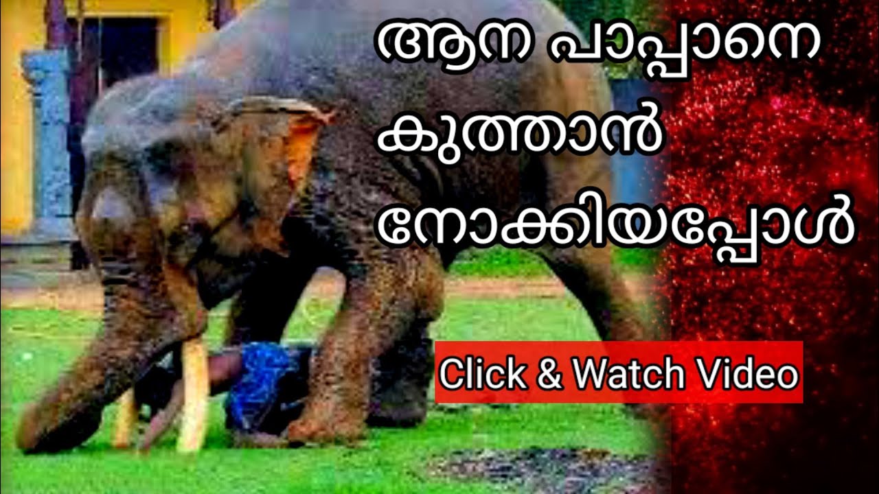 പാപ്പന്മാരുടെ പേടിസ്വപ്നം ആയിരുന്ന ചട്ടമ്പി ആന ഇപ്പോൾ ശാന്തനായ മണികണ്ഠൻ| Omalloor manikandan|