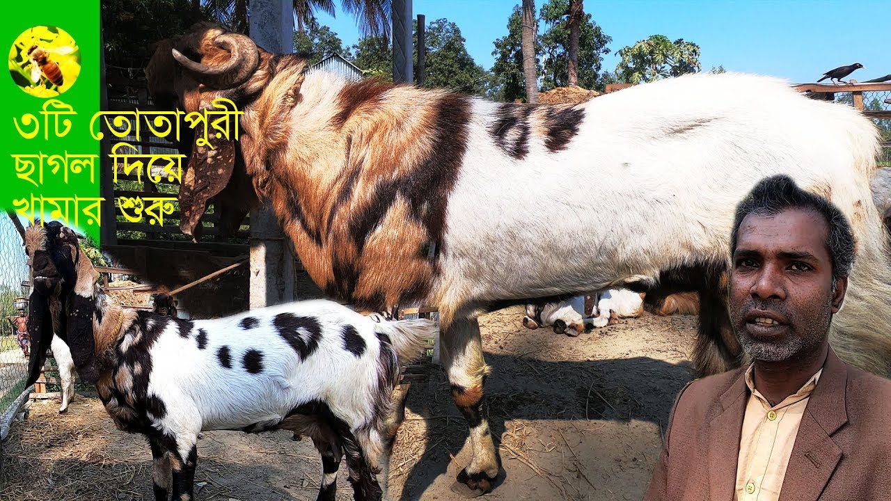 উন্নত জাতের ছাগলের জাত চিনে নিন | Totapuri goat farm in Bangladesh
