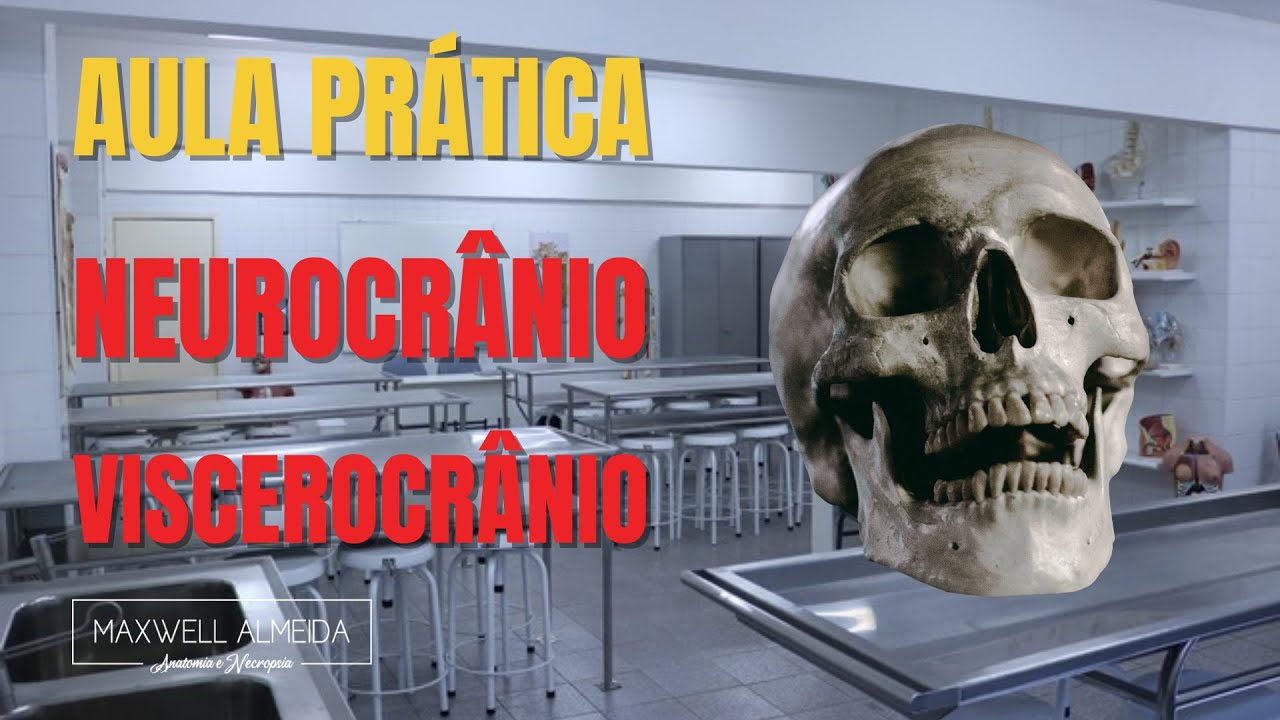 Neurocrânio e Viscerocrânio | Aula prática no laboratório de Anatomia Humana