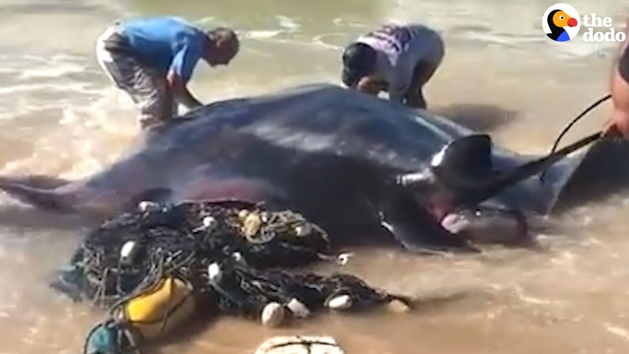 HUGE Manta Ray Stuck in Fishing Net Rescued by Strangers Who Worked Together | The Dodo