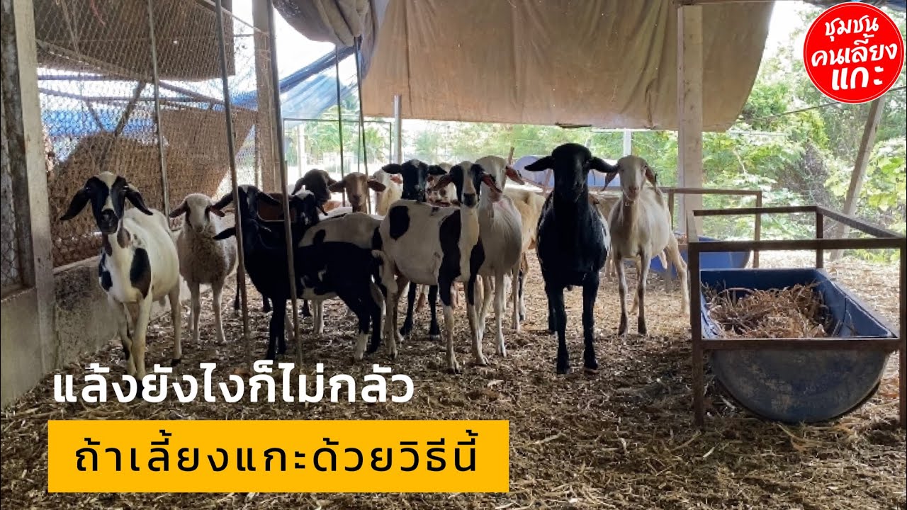 แล้งยังไงก็ไม่กลัว ถ้าเลี้ยงแกะด้วยวิธีนี้