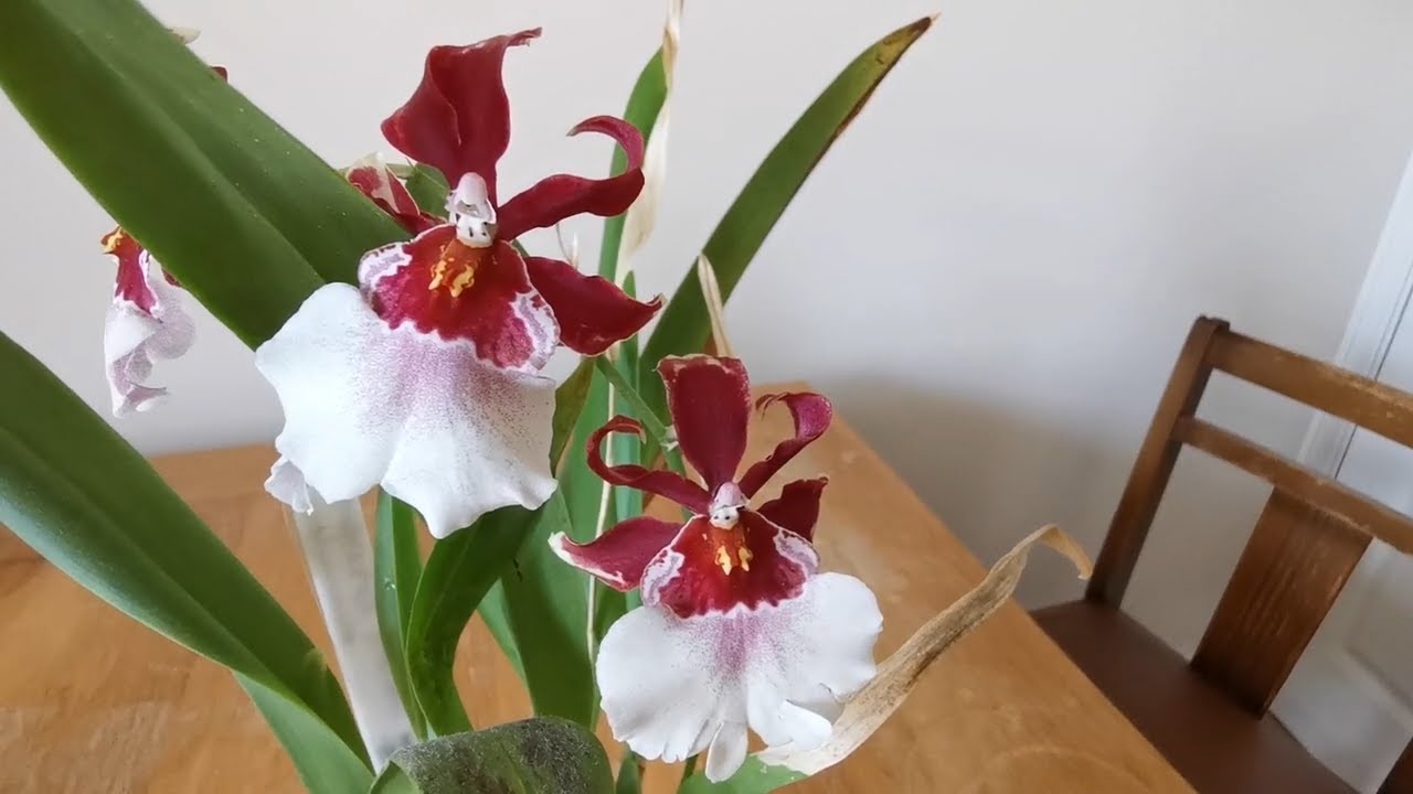 Miltonidium / Oncidopsis Bartley Schwarz Beall: cultivation and reblooming of an easy scented orchid