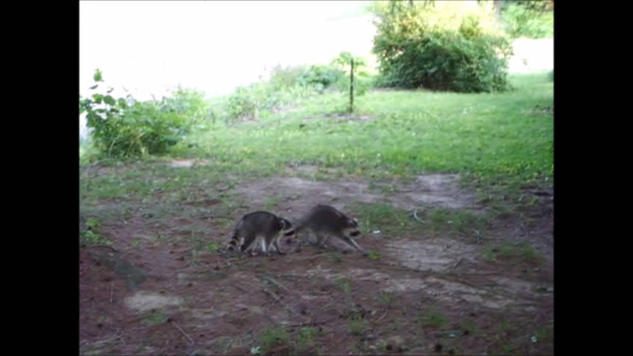 Raccoon Time