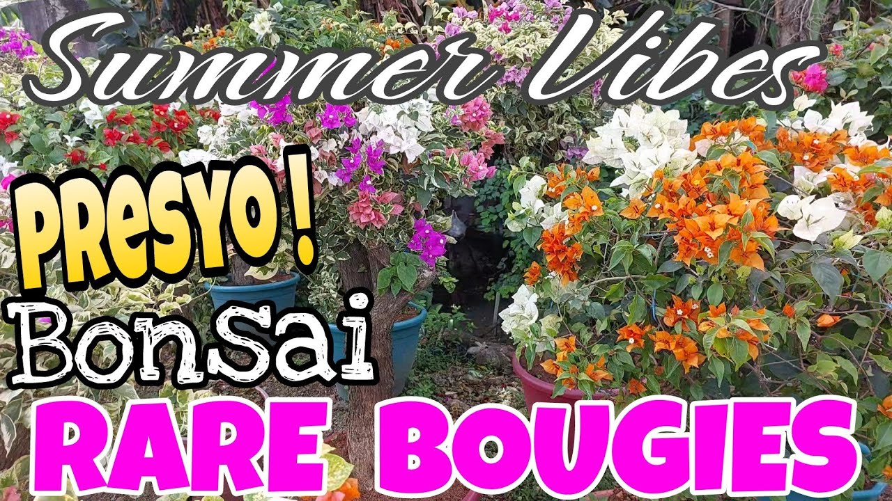 Bonsai Rare Bougies Price! Summer Vibes is Real  #garden #plants #outdoors  #flowers #lucky #colors