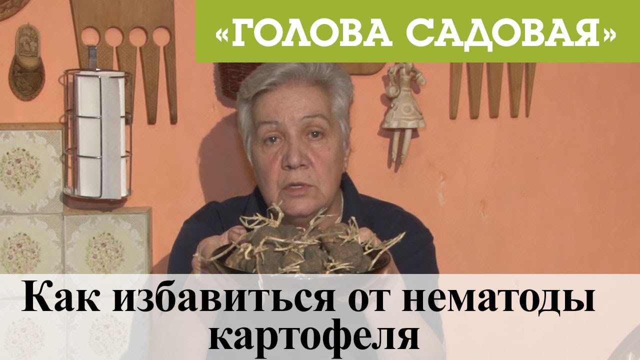 Голова садовая - Как избавиться от нематоды картофеля