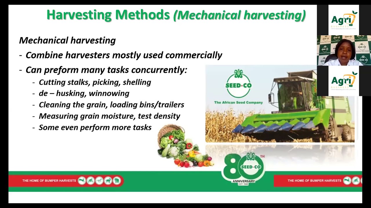 Maize Harvesting and Post harvest Management