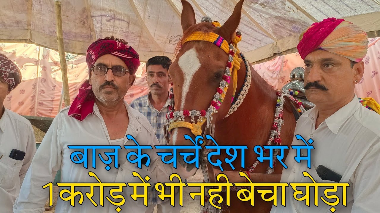 बाड़मेर के इस घोड़े बाज़ के लिए था करोड़ो का ऑफर,मालिक ने फिर भी नही बेचा।बच्चों से ज्यादा रखते है ख्याल