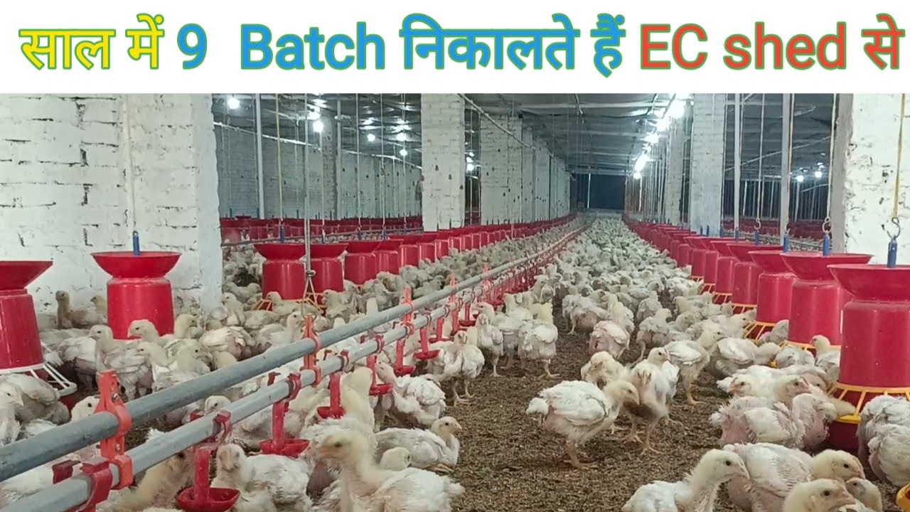 170×80 Fully closed EC shed|1 Year me 8-10 cycle| KS Poultry