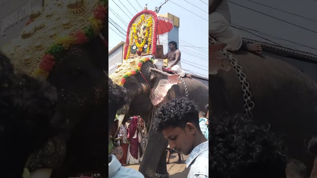കഴിഞ്ഞ വർഷത്തെ തൈപ്പൂയം 🙏|kazhinja varshathethe thaippooyam|dhyan dhanya ✨🌼#shortvideo #viralvideo 