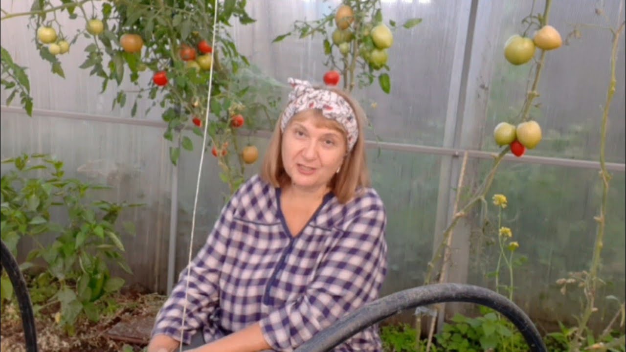 Заказ семян томатов. Последний обзор.