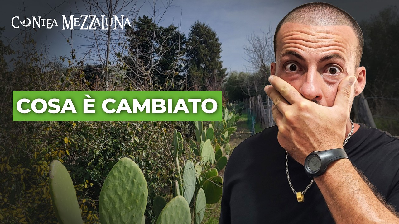 Food forest in Sicilia: cosa è cambiato davvero dopo anni (e quali piante rifarei diverse)