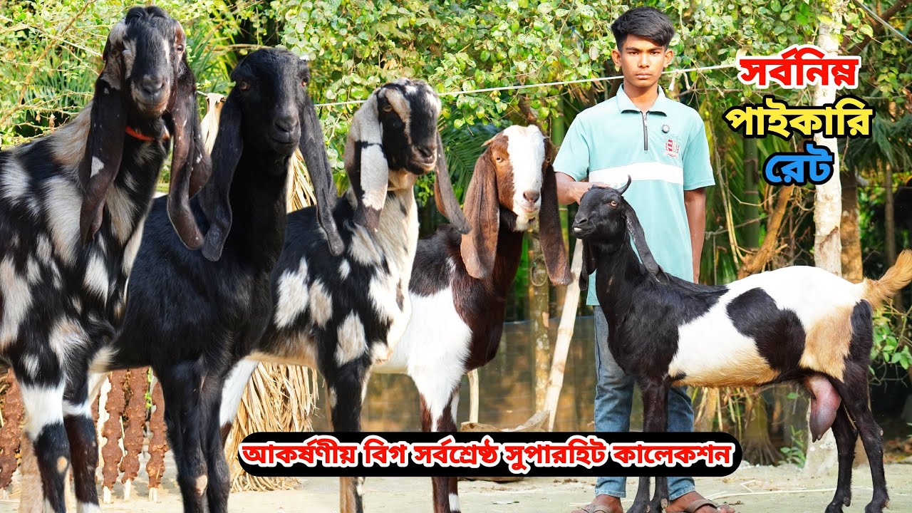 তরুণ উদ্যোক্তা জাহিদ ভাই সবচেয়ে কমরেটে ছাগল দিবেন। আকর্ষণীয় তোতাপুরী,হরিয়ানা,শিরোহি ও বিটল কিনুন।
