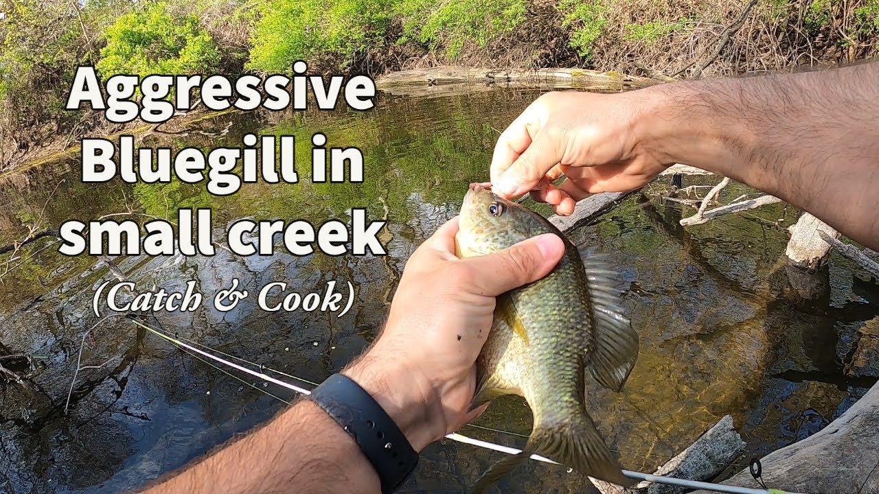 Aggressive Bluegill in small Creek (Catch & Cook)