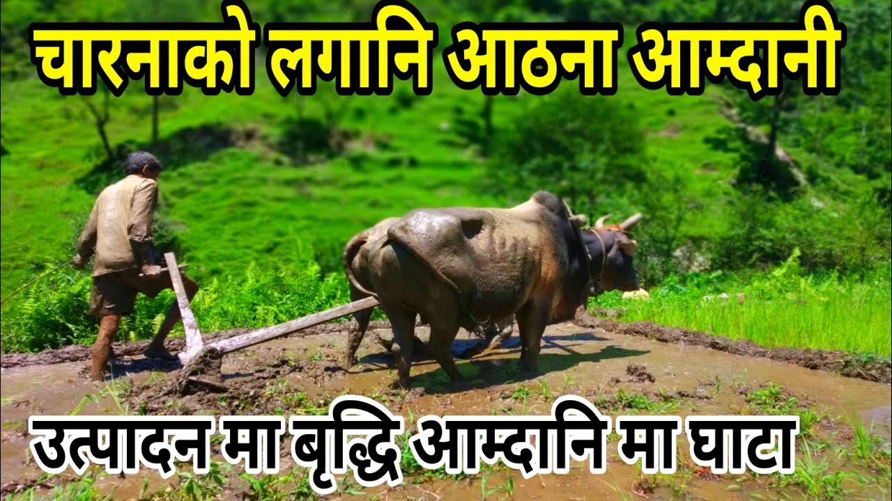 चारनाको लगानि आठना आमदानी || This Is Himalayan Village During The Heavy Rainy day AgriculturalCabbge