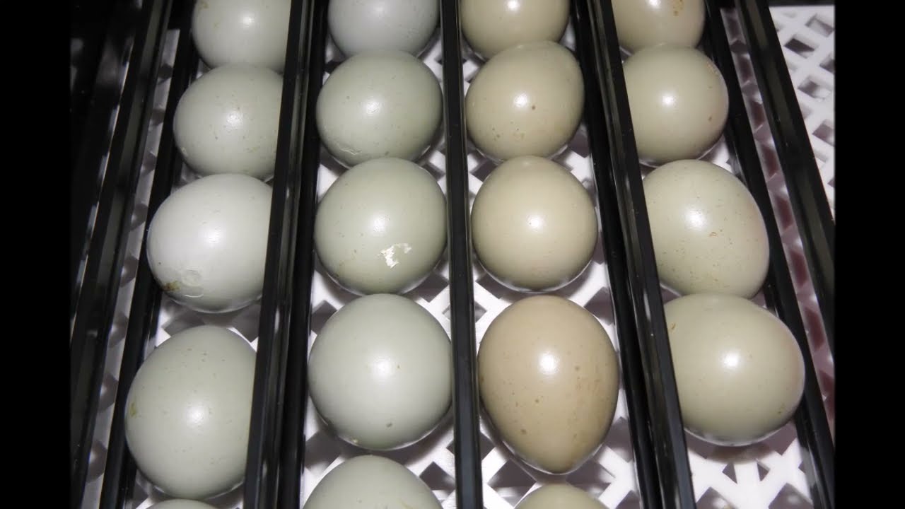 Quaglia cinese (Synoicus chinensis), parte terza: riproduzione artificiale.