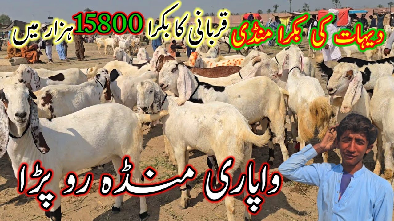 March 6, 2026 qubani eid bakra mandi information وپاری منڈا رو پڑا #at #nadirbalochgoatfarm #mandi 