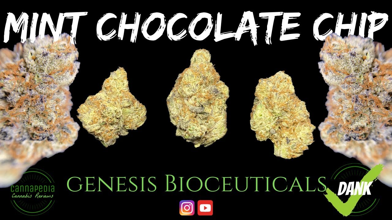 Mint Chocolate Chip Strain Review - Genesis Bioceuticals - Cannapedia