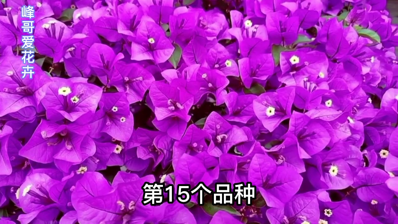 31个超漂亮、勤花三角梅品种逐一介绍，喜欢的花友不要错过！