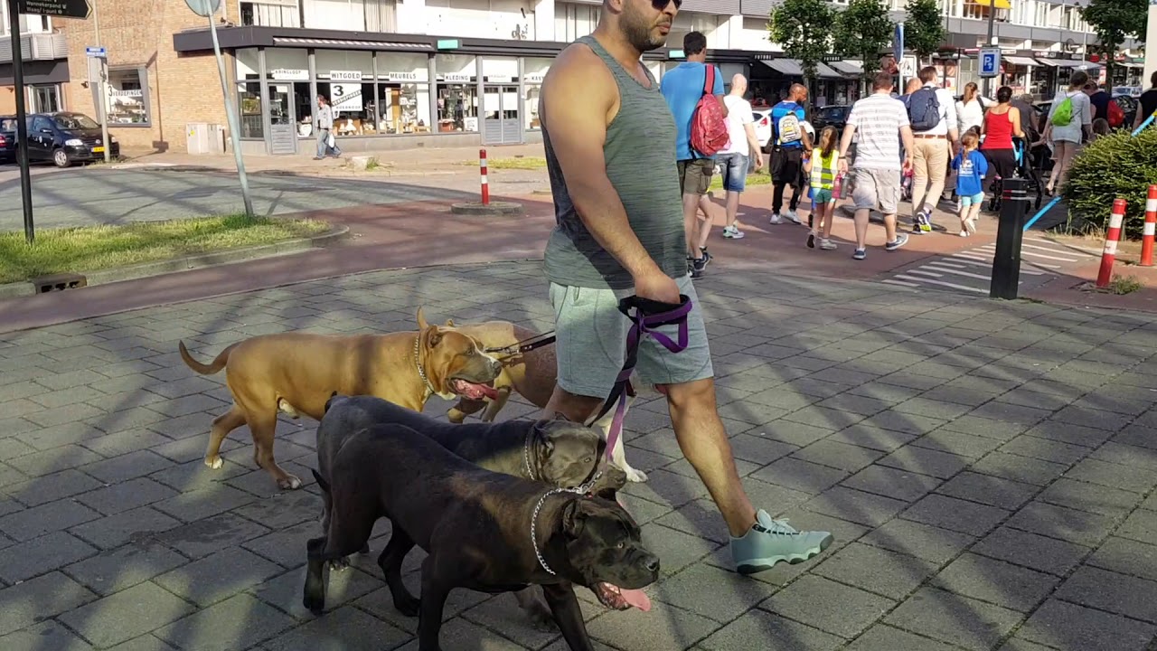 Walking with 4 Bully Pitbulls in public for the first time